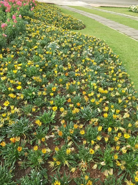 Blumen Garten — Stockfoto