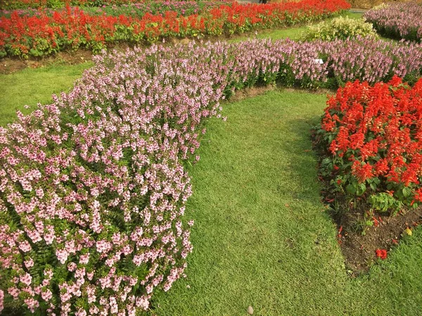 Blumen Garten — Stockfoto