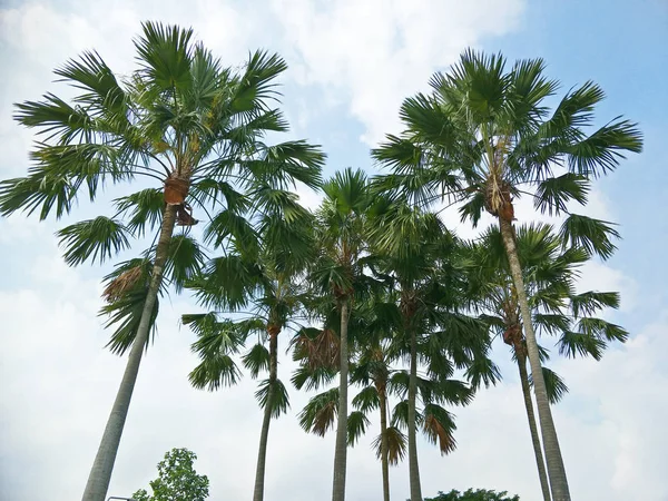 Kokosnötsträd Parken — Stockfoto