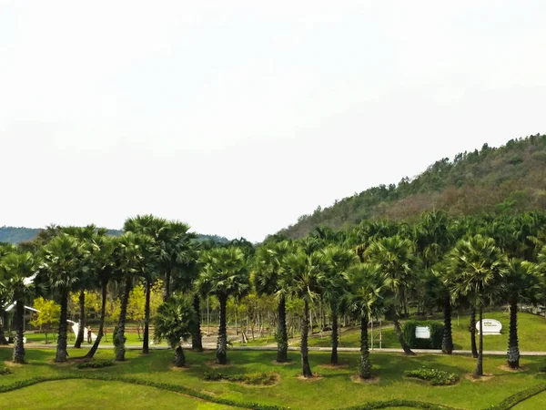 公园里的椰子树 — 图库照片