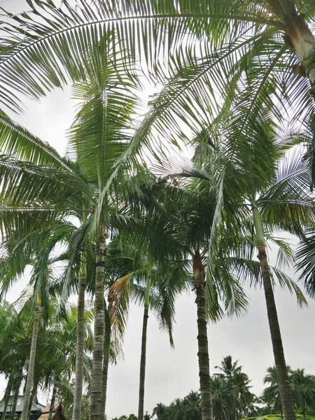 Coconut Tree Park — Stock Photo, Image