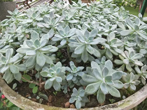 Bahçedeki süs bitkileri