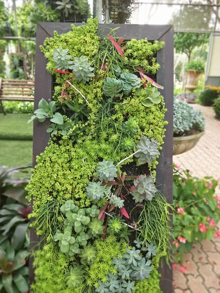 庭の観賞用植物 — ストック写真