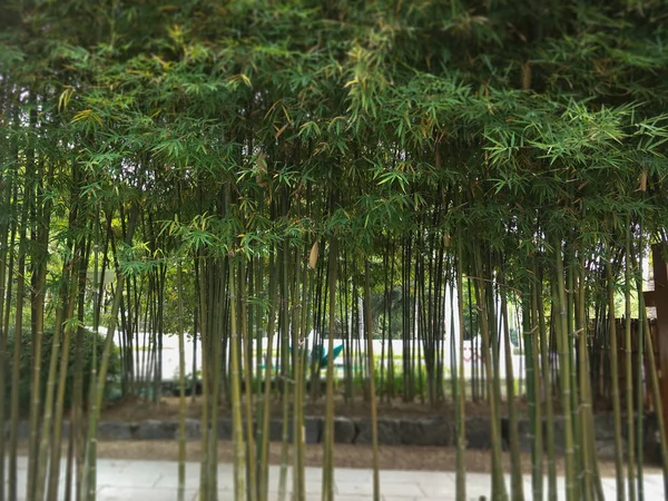 정원에 대나무 — 스톡 사진
