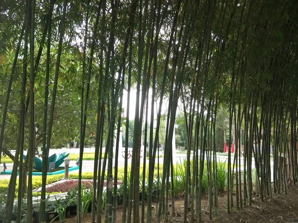 Bambusový Strom Zahradě — Stock fotografie