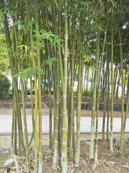 Bamboo Tree Garden — Stock Photo, Image