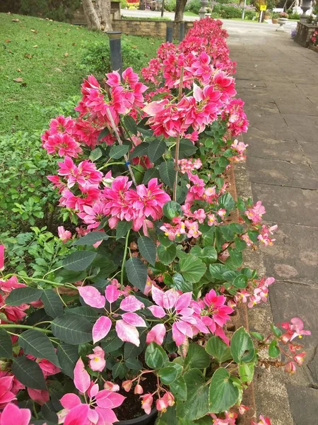 Blommor Trädgården — Stockfoto