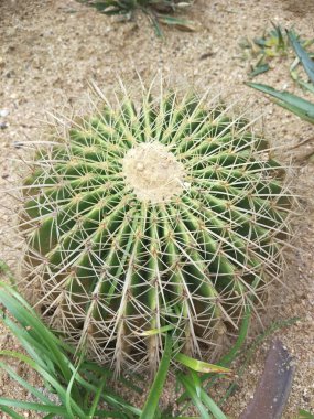 Bahçedeki süs bitkileri