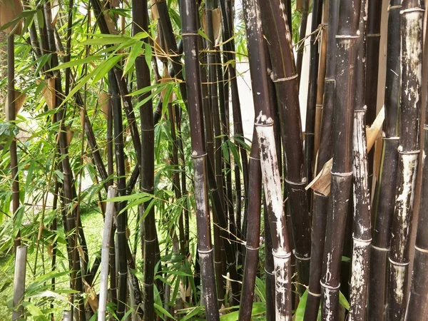 Árvore Bambu Jardim — Fotografia de Stock