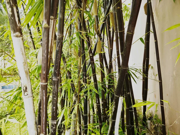 Bambusový Strom Zahradě — Stock fotografie