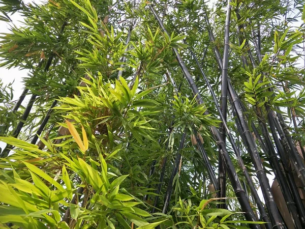 정원에 대나무 — 스톡 사진