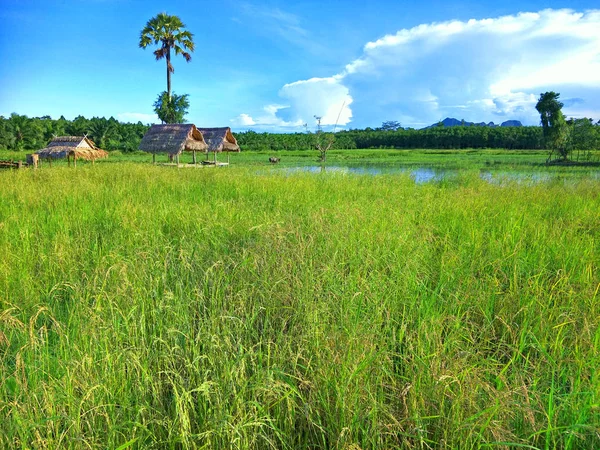 Pole Ryżowe Tajlandii — Zdjęcie stockowe