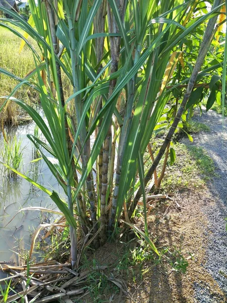 庭の観賞用植物 — ストック写真