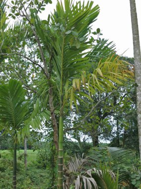 Parkta hindistan cevizi ağacı