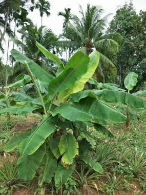 Bahçedeki muz ağacı