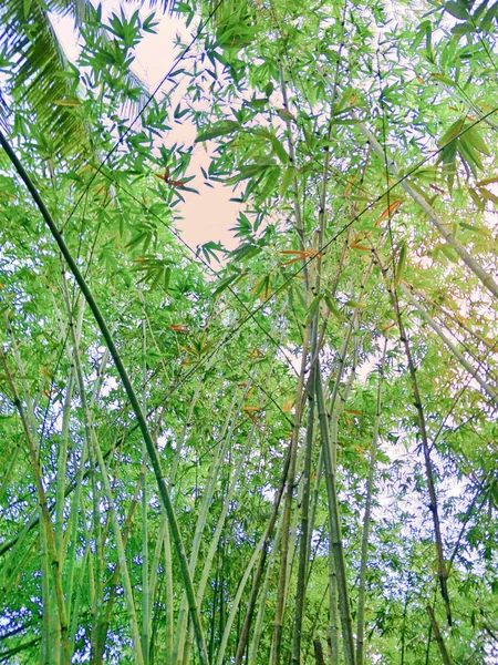 Árvore Bambu Jardim — Fotografia de Stock