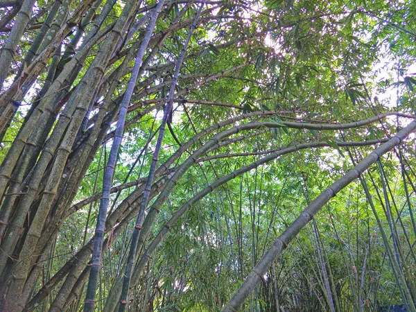 Árbol Bambú Jardín — Foto de Stock