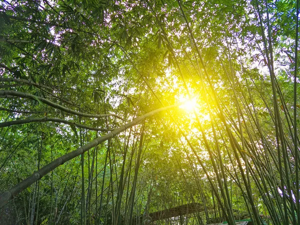 Árvore Bambu Jardim — Fotografia de Stock