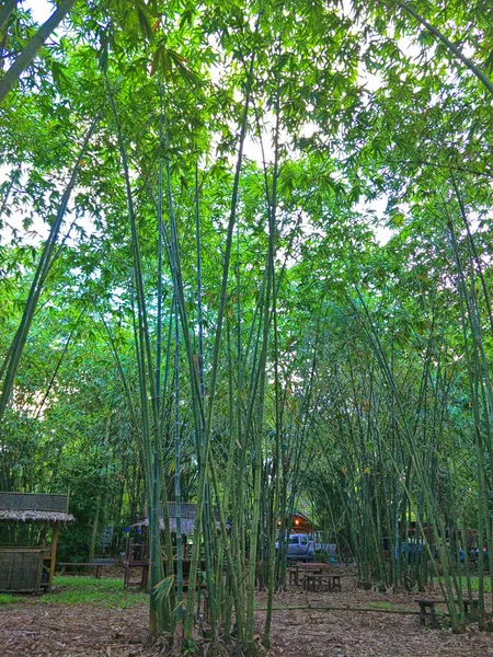 Pohon Bambu Taman — Stok Foto