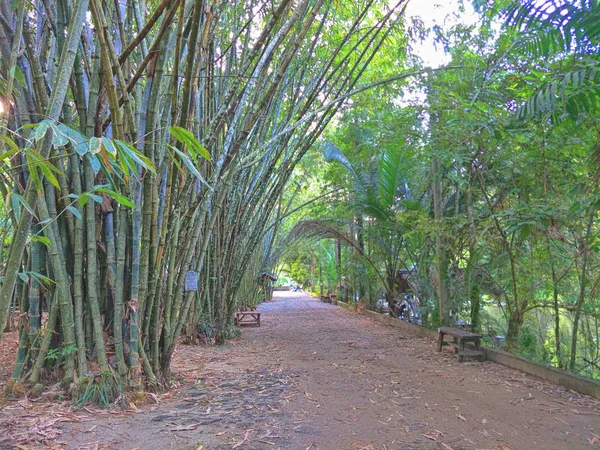 Árvore Bambu Jardim — Fotografia de Stock