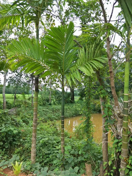 Coqueiro Parque — Fotografia de Stock