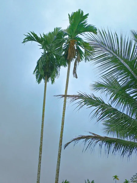 Coconut Tree Park — Stock Photo, Image