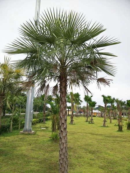 フィールドの砂糖椰子の木 — ストック写真