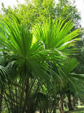 şeker palmiye ağacı alanında