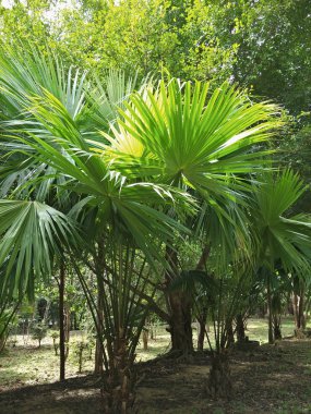 şeker palmiye ağacı alanında