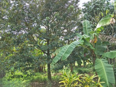  Güney Tayland tarımda