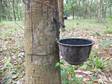 Tarlada lastik ağaçlar