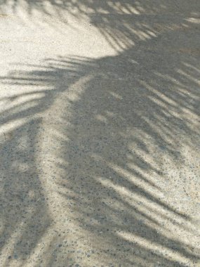 Hindistan cevizi ağacı gölgesi