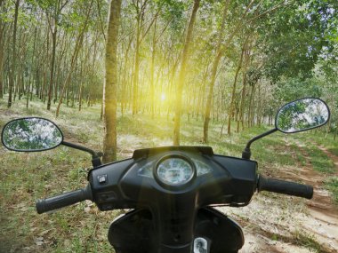 Tarlada lastik ağaçlar