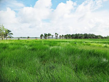 Yaz, yatay, bataklık göl ve orman