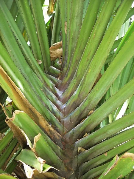 Cukru Palmy Polu — Zdjęcie stockowe