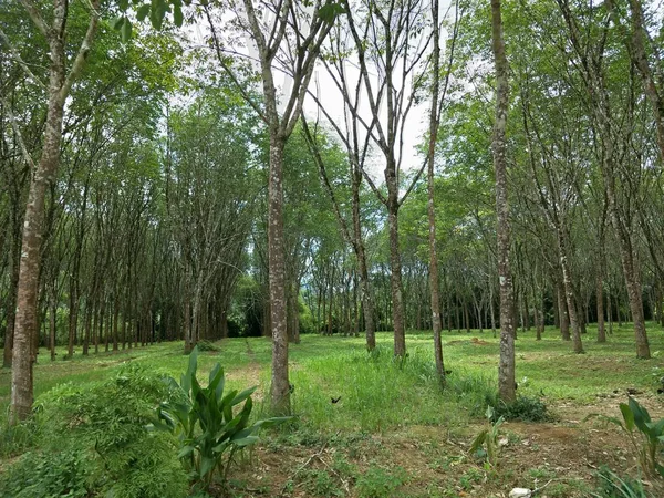 Pohon Karet Lapangan — Stok Foto