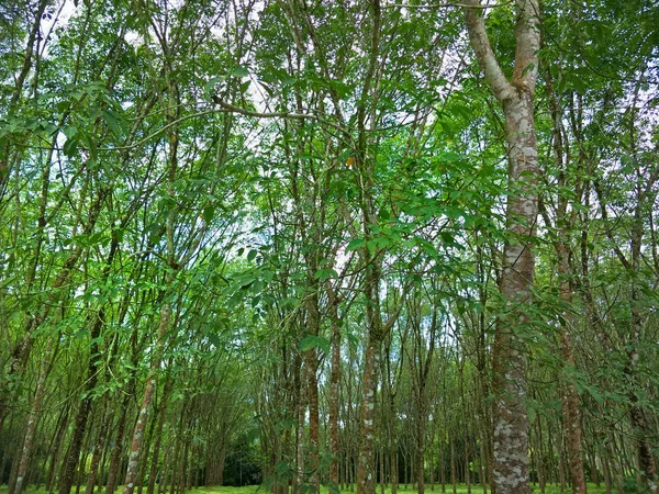 Ελαστικά Δέντρα Στο Χωράφι — Φωτογραφία Αρχείου