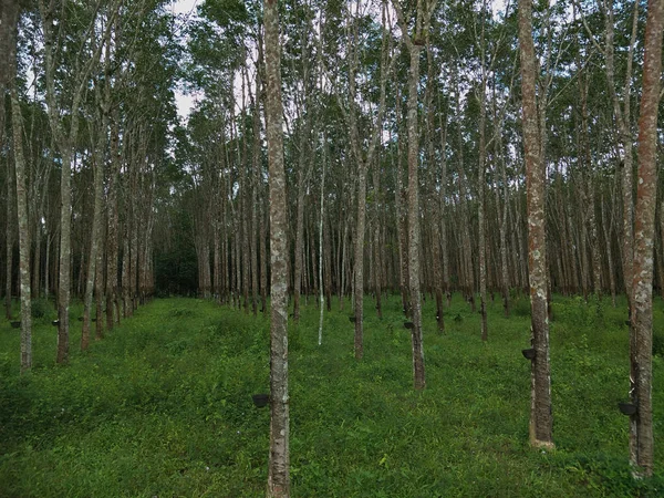 Pohon Karet Lapangan — Stok Foto