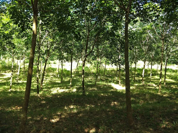 Árvores Borracha Campo — Fotografia de Stock