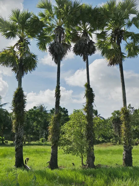 Palmeira Açúcar Campo — Fotografia de Stock