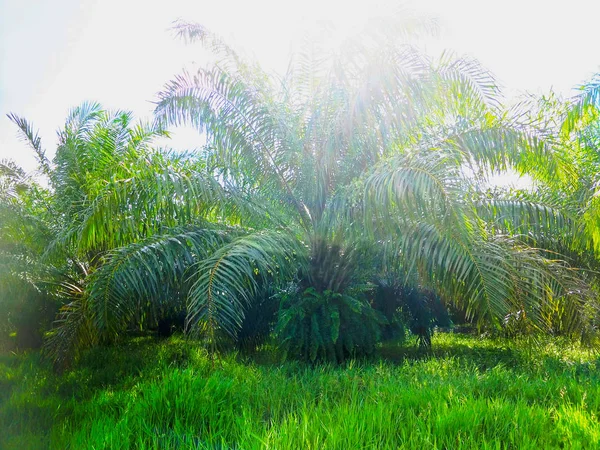 Palm Tree Garden — Stock Photo, Image