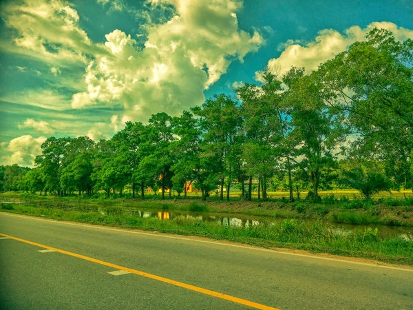 道路上の砂糖ヤシの木 — ストック写真