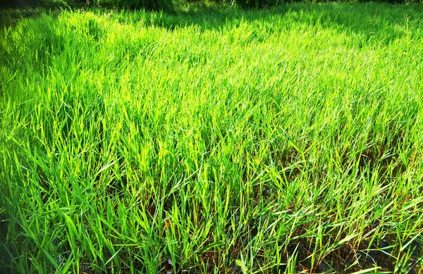 Pemandangan Musim Panas Dengan Danau Rawa Dan Hutan — Stok Foto