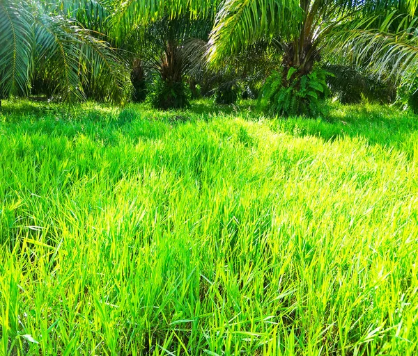 Paisaje Verano Con Lago Pantano Bosque — Foto de Stock