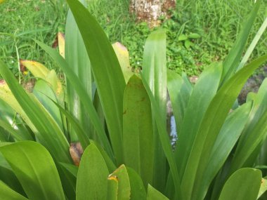 Hayvanat bahçesinde süs bitkileri