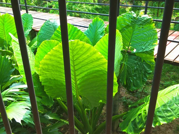 Plantas Ornamentales Zoológico — Foto de Stock