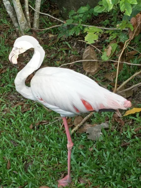 Bird Zoo — Stock Photo, Image