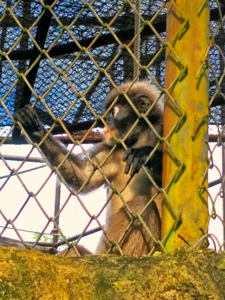 Maymun Bir Hayvanat Bahçesi — Stok fotoğraf