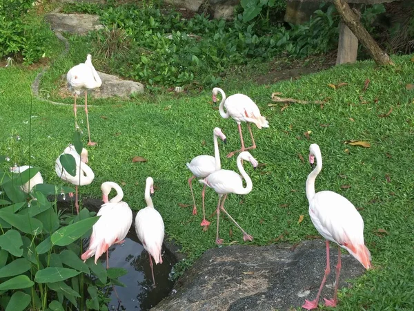 Pájaro Zoológico — Foto de Stock