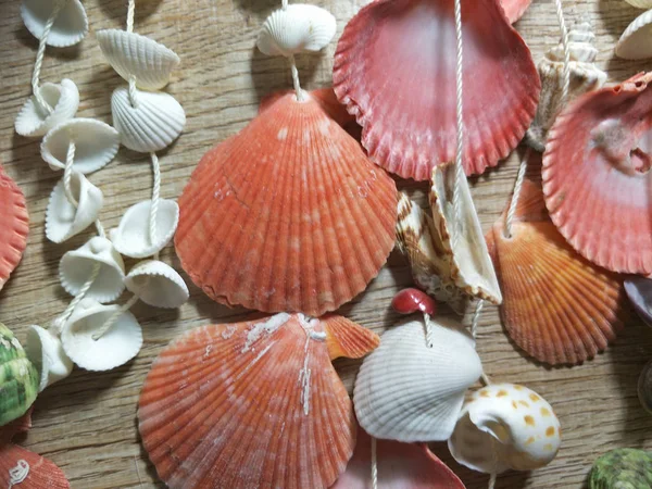 海の貝殻から作られた装飾的な材料 — ストック写真